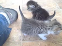 Bottle Feeding Kittens